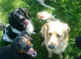 3dogs-1.400x0-aspect.jpg